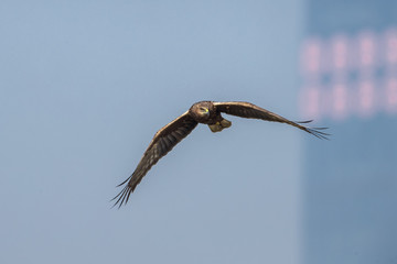 Bird in flight -  Eastern Marsh Harrier (Circus spilonotus)