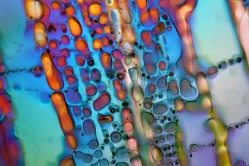 Ice under the microscope