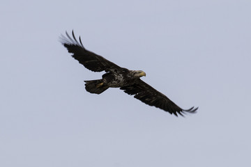 Immature Bald Eagle in Flight