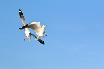 Funny seagulls at Bang Pu, Thailand