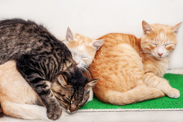 Three cute fluffy cat sleep together close up