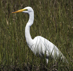 Great Egret in the Grass