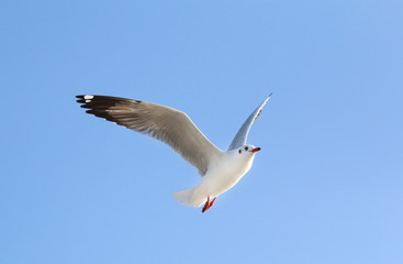 Seagull flying in beautiful sky.
