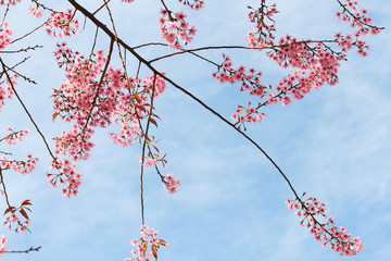 Wild Himalayan Cherry flower (Prunus cerasoides) blooming on tree with bluesk
