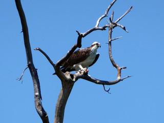 Osprey Eating a Fish