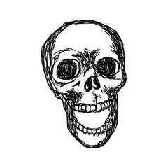 skull vector illustration sketch hand drawn with black lines, isolated on white background
