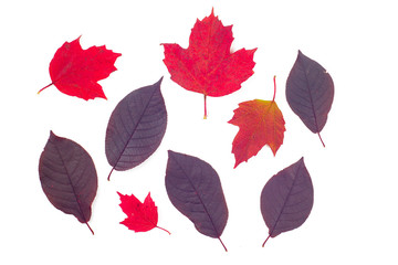 Obraz premium Autumn colorful leaves collection, object set isolated on white background