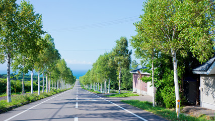 北海道八雲の白樺並木