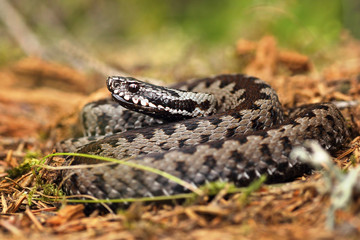 european common viper on forest ground