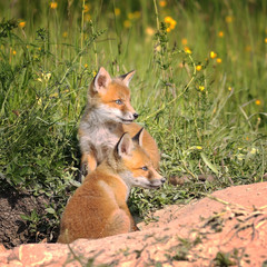 Naklejka na ściany i meble fox cubs near the burrow in spring