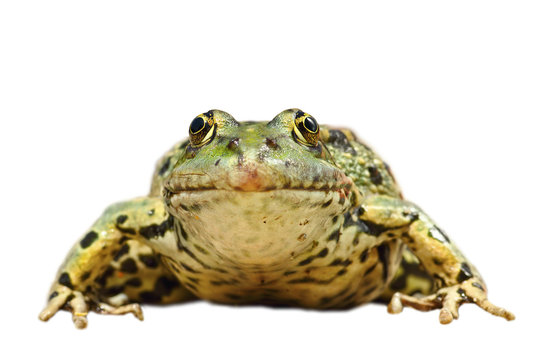 front view of isolated common marsh frog