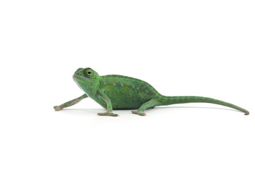 The Carpet Chameleon isolated on white background