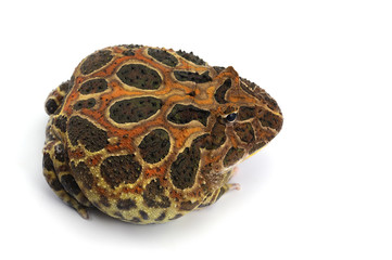 pac man frog isolated on white background