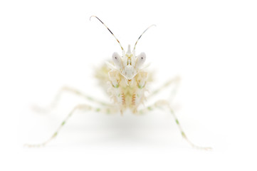 Small Flower Mantis isolated on white background
