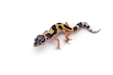  Leopard Gecko isolated on white background