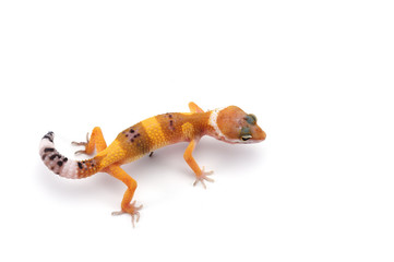  Leopard Gecko isolated on white background