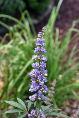 Moenchspfeffer; Vitex agnus; castus; Gehoelz; Vitex; Heilpflanze; Kraeuter