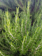 Rosmarin; Rosmarinus, officinalis, Strauch, Heilpflanze