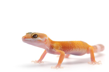  Leopard Gecko isolated on white background