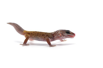  Leopard Gecko isolated on white background