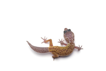 Obraz premium Leopard Gecko isolated on white background