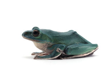 Giant flying frog isolated on white background