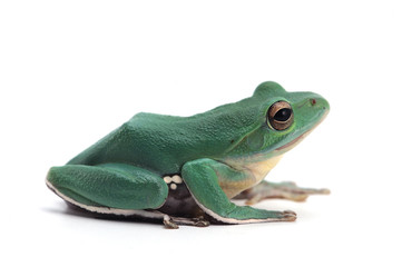 Giant flying frog isolated on white background