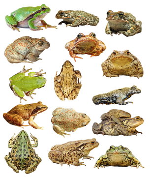 large collection of isolated frogs and toads
