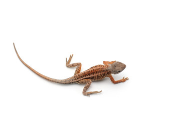 Malagasy terrestrial iguanian collared lizard isolated on white background