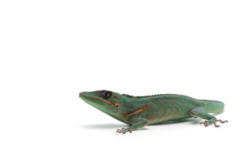 Knight Anole isolated on white background