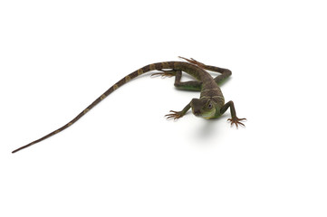 Chinese Water Dragon isolated on white background