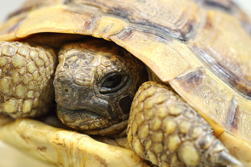 portrait of Testudo graeca