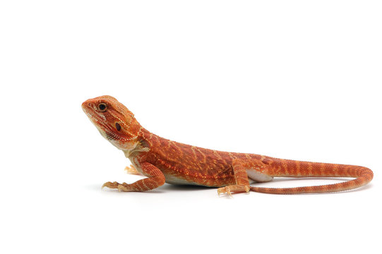  Bearded Dragon Isolated On White Background