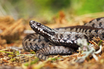 venomous viper on the ground