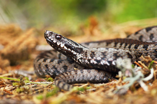 venomous viper on the ground