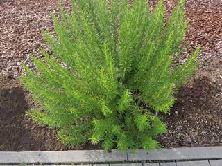 Rosmarin; Rosmarinus, officinalis, Perigord, Strauch, Heilpflanze