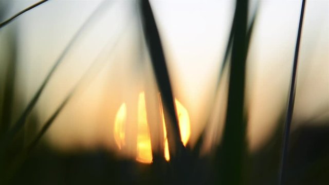 Sonne hinter Grashalmen 