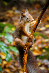 A squirrel in the forest of Beekbergen, near Apeldoorn, The Netherlands.