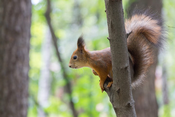 squirrel on a branch