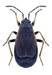 Bug Pyrrhocoris marginatus on a white background