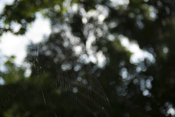 蜘蛛の巣　素材