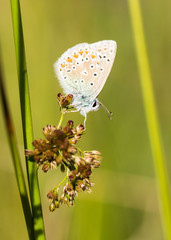 Common Blue Butterfly Perched on a Plant