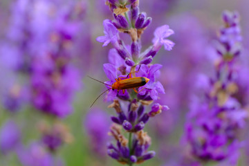 Petit coléoptère orange sur les fleurs de lavande. Macro.