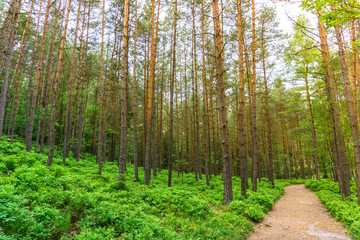 Obraz premium Wanderweg durch einen Kiefernwald