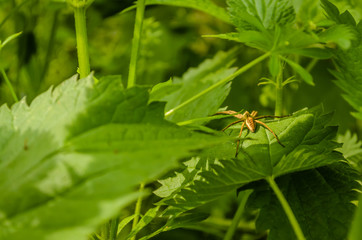 spider on the sheet of blackberry 