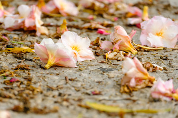 Fleurs d'oleandre tombées par terre.