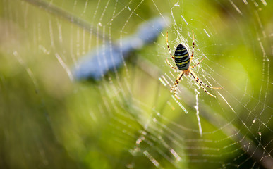 Spider web close up in wild meadow