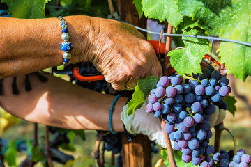 Close up of grapes during grape harvesting