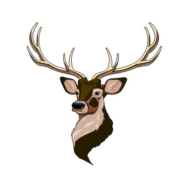 Head of a deer, cartoon on a white background.