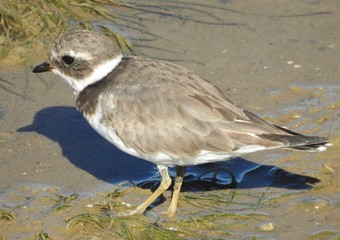 Ringed Plover (Charadrius hiaticula)